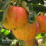 Apple 'Gala'