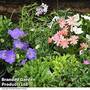 Nurserymans Choice Seasonal Alpine and Rockery Collection