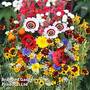 Bee Friendly Wildlife Mixed