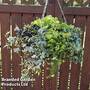 Mixed Foliage Basket