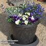 Blues Colour Collection