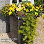 Golden Yellow Tones Colour Collection