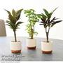 Houseplant Tropical Mix