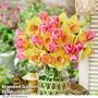 Daffodil & Tulip 'Tom Pouce Collection'