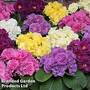 Primrose 'Queen Mixed'