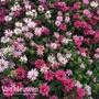Monarda Censation™ 'Confetti'