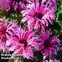 Monarda didyma 'Balmy Pink'