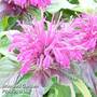 Monarda didyma 'Balmy Purple'