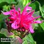 Monarda didyma 'Pink Lace'