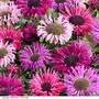 Monarda 'Elegant' Collection