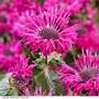 Monarda 'Elegant Purple'