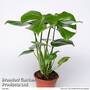 Monstera deliciosa 'Tauerii'