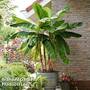 Musa 'Ever Red'
