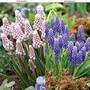 Muscari Duo