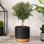 Myrtus communis Stem - Gift