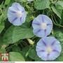 Morning Glory 'Light Blue Star'