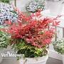 Nandina 'Obsessed'