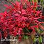 Nandina domestica 'Blush Pink'