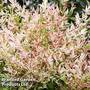 Nandina domestica 'Twilight'