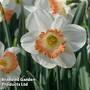 Daffodil 'Pink Pride'