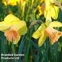 Narcissus 'Tom Pouce'