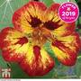 Nasturtium 'Orchid Flame' Seeds