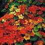 Nasturtium 'Climbing Mixed' (Start-A-Garden™ Range)