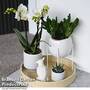 Nature White Phalaenopsis Arrangement