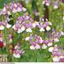 Nemesia 'Seventh Heaven' F1 Hybrid
