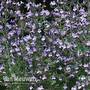 Nepeta Marvelette Blue
