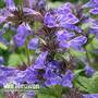 Nepeta 'Neptune'