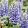 Nepeta nervosa 'Blue Moon' - Seeds