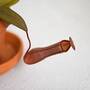 Nepenthes sanguinea hybrid 9cm Pot x 1