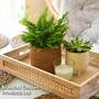 Nephrolepis exaltata in round basket