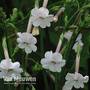 Nicotiana suaveolens (Seeds)