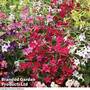 Nicotiana 'Eau de Cologne Mixed'