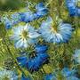Nigella 'Moody Blues' (Start-A-Garden™ Range)