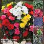 Nurserymans Choice Bedding Mix + 100g incredibloom' + Nurserymans Choice Flower Seeds