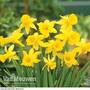 Daffodil 'Peeping Tom'