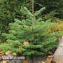 Nordman Fir  Tree