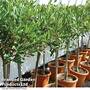 Olive Tree (Standard) - Gift