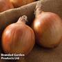 Onion 'Shakespeare' (Autumn Planting)