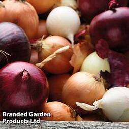 Onion Mixed Red, White & Brown (Autumn Planting)