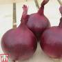 Onion 'Red Herald' F1 hybrid
