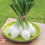 Spring Onion 'White Star'