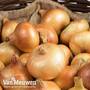 Onion (Autumn) Troy