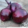 Onion 'Electric' (Autumn Planting)