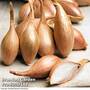 Shallot 'Jermor' (Spring Planting)