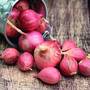Shallot 'Red Sun' (Spring planting)