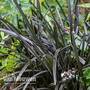 Ophiopogon planiscapus 'Nigrescens'